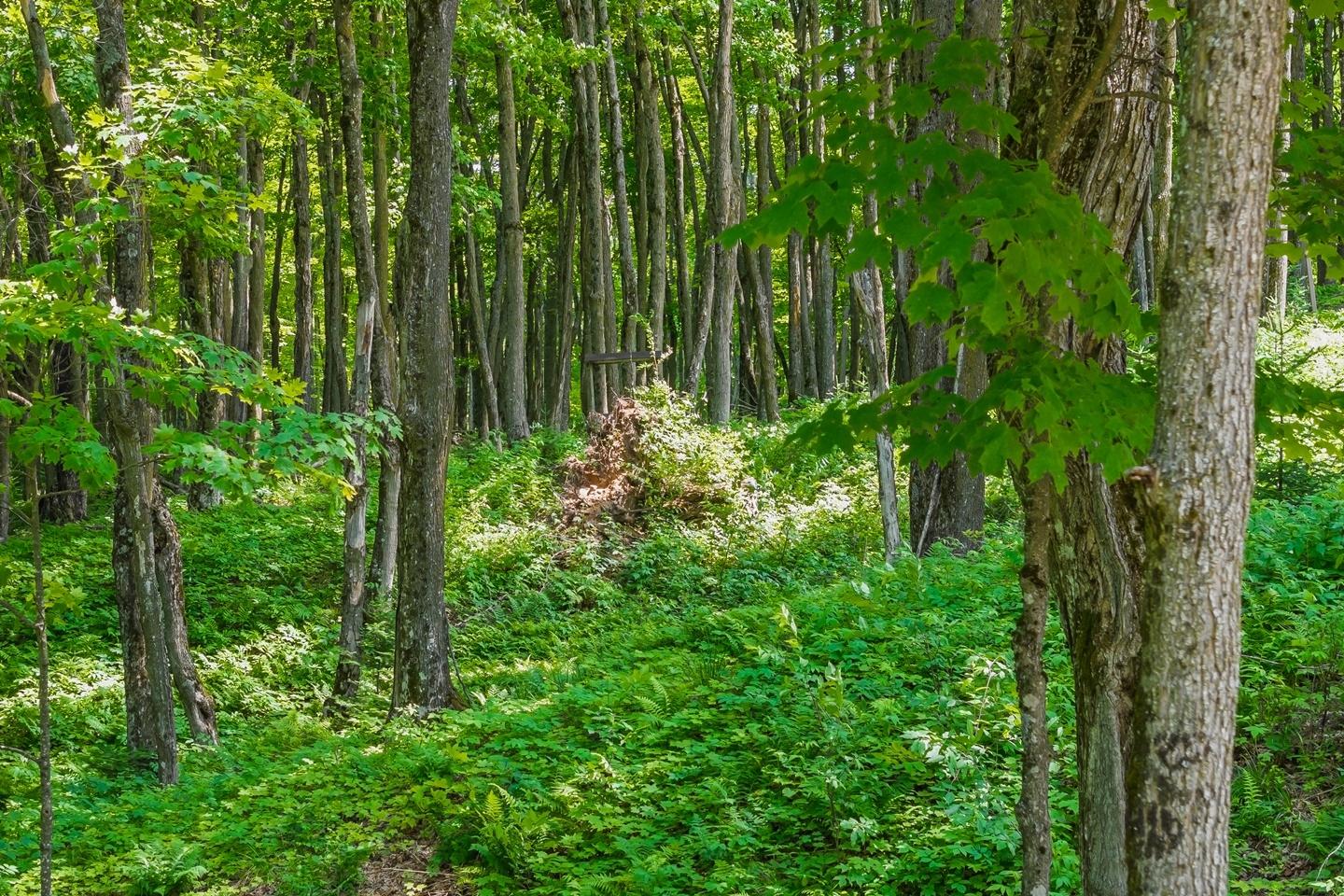 8033 Bowie Road Presque Isle, WI 54557 - Photo 72 of 85