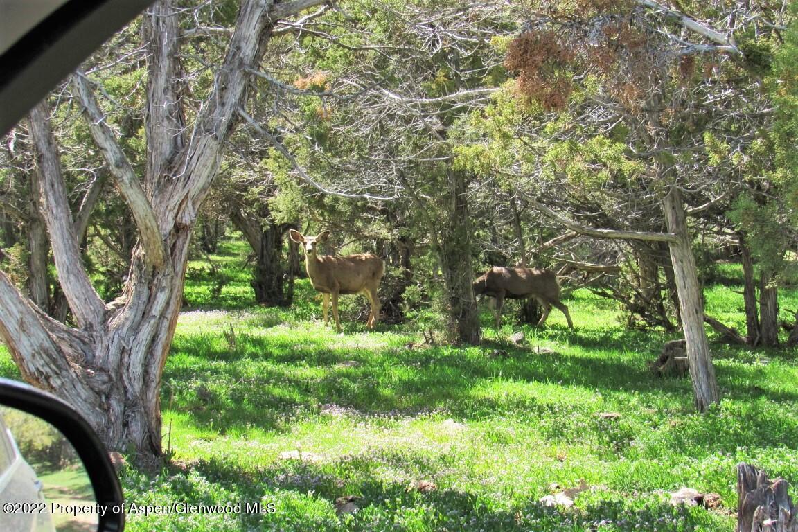 47417 KE Road Mesa, CO 81643 - Photo 28 of 40 a backyard of a house with lots of green space