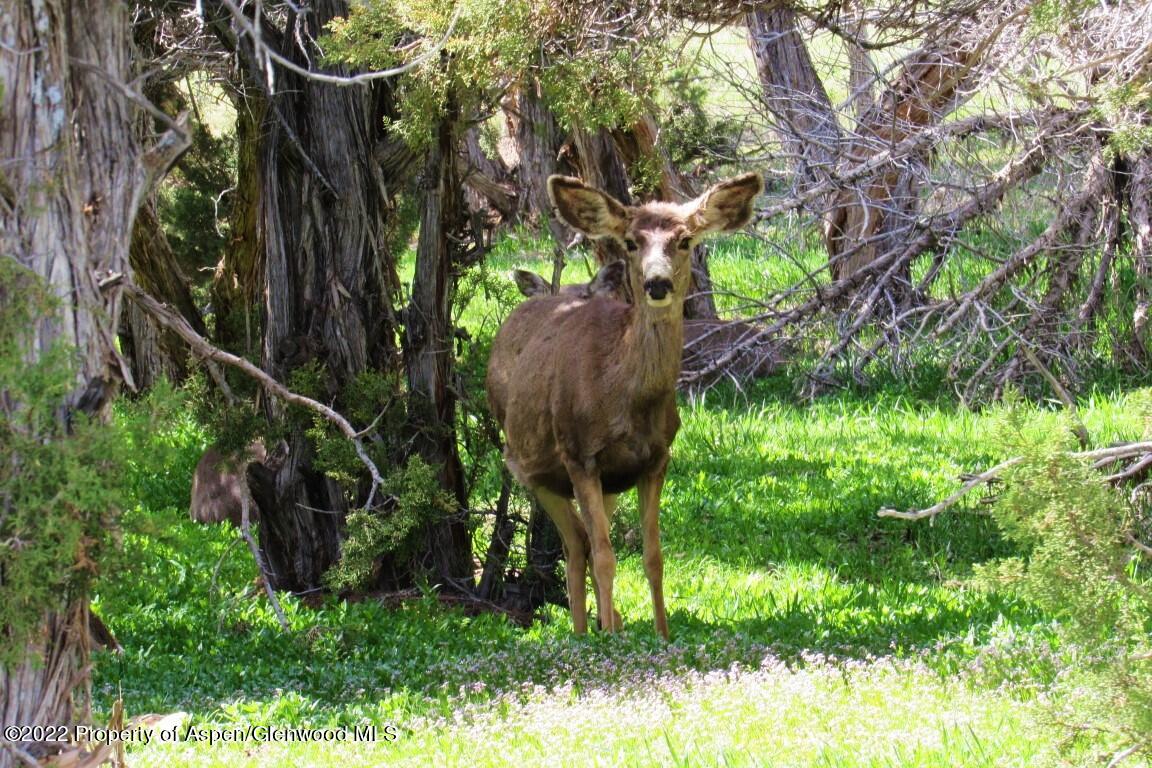 47417 KE Road Mesa, CO 81643 - Photo 29 of 40 a view of an outdoor space