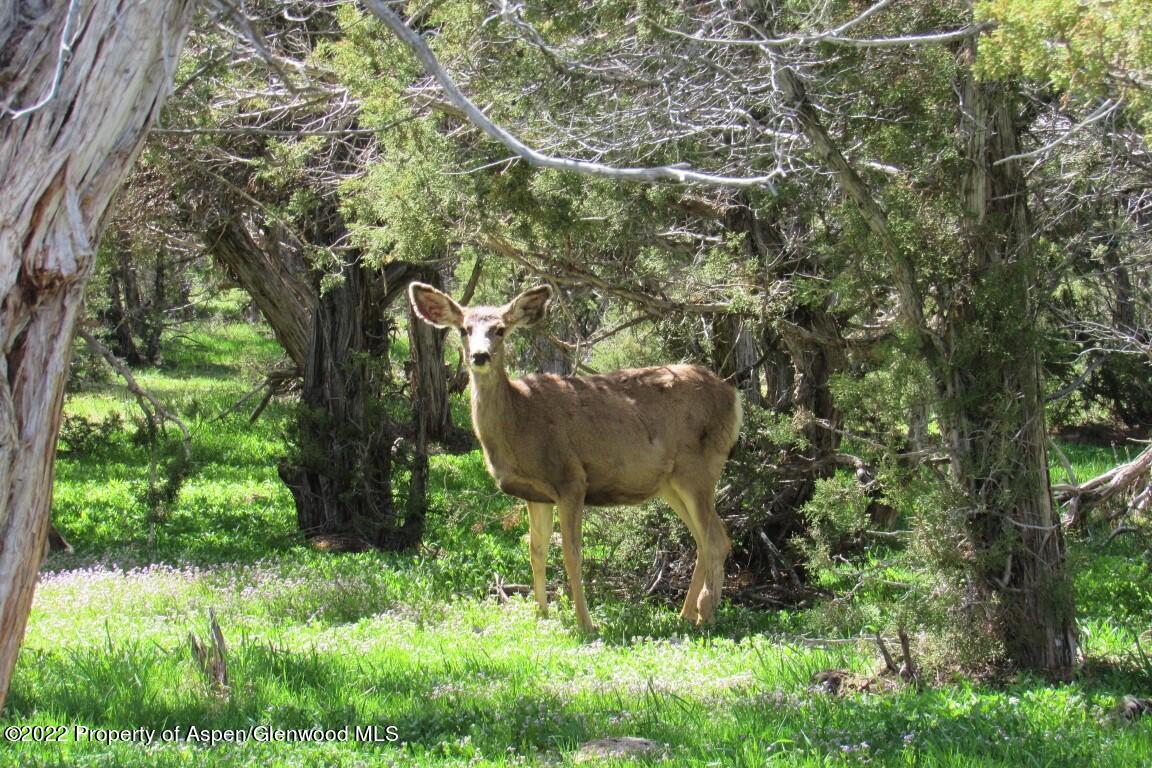 47417 KE Road Mesa, CO 81643 - Photo 39 of 40 a view of a garden