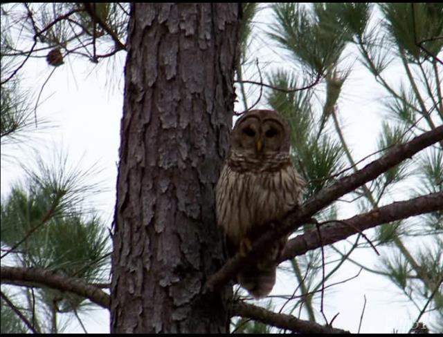 5050 Falkland Road Scottsburg, VA 24589 - Photo 95 of 97