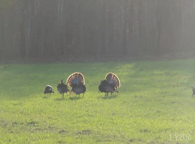 $1,900,000 | 5050 Falkland Road, Scottsburg, VA 24589