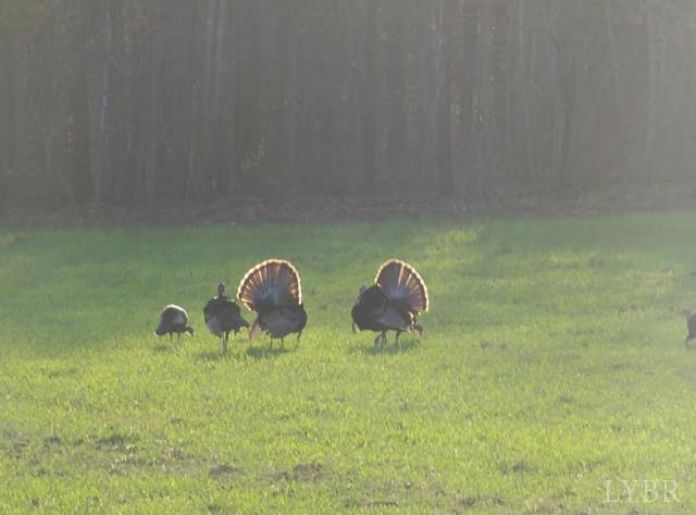 5050 Falkland Road Scottsburg, VA 24589 - Photo 97 of 97