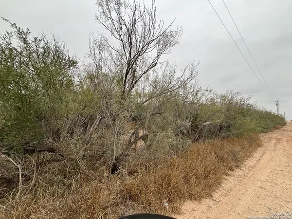 a view of a yard with a tree