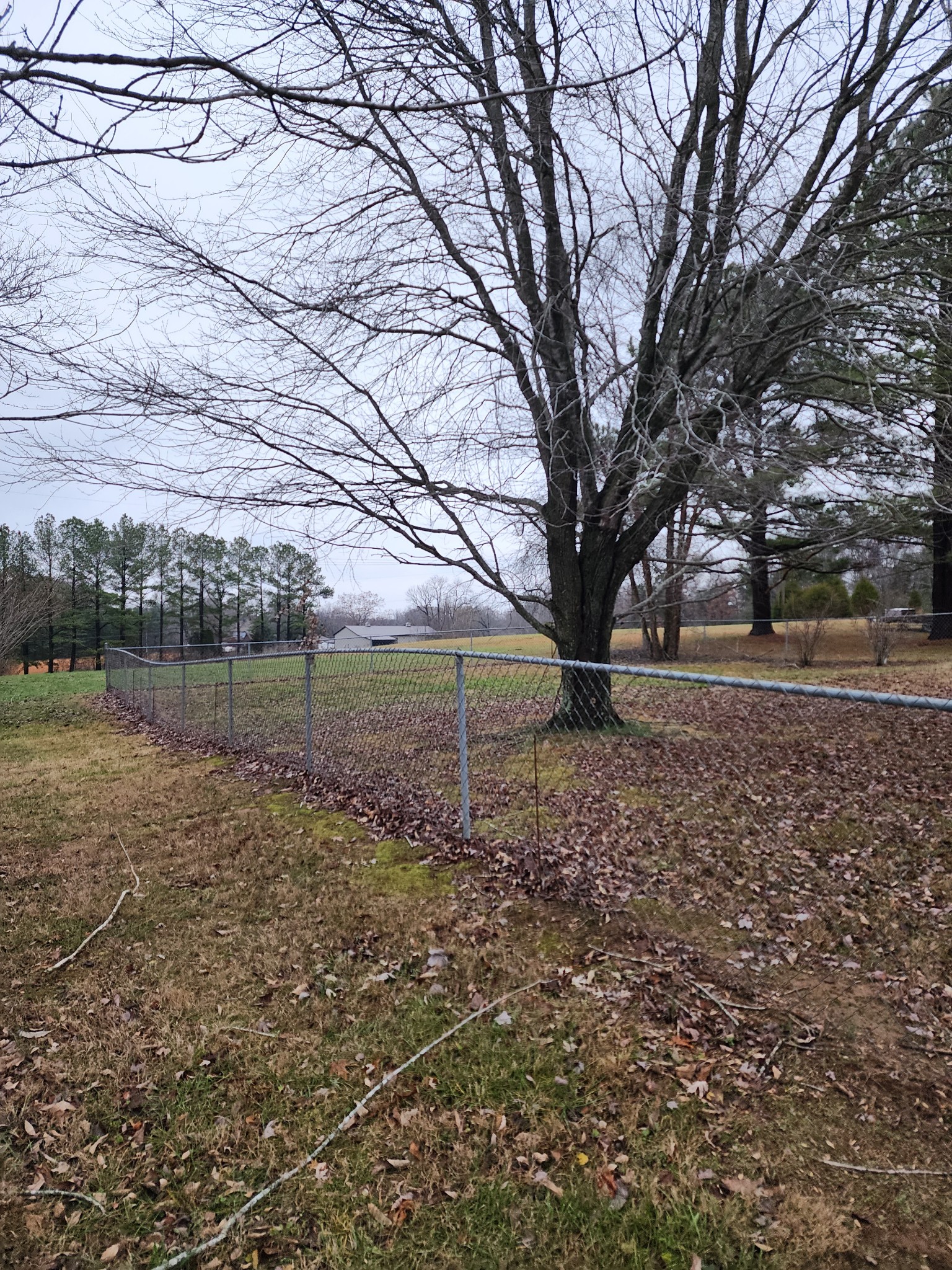 819 Branch Bend Road Clarksville, TN 37040 - Photo 4 of 24 a backyard of a house with lots of green space