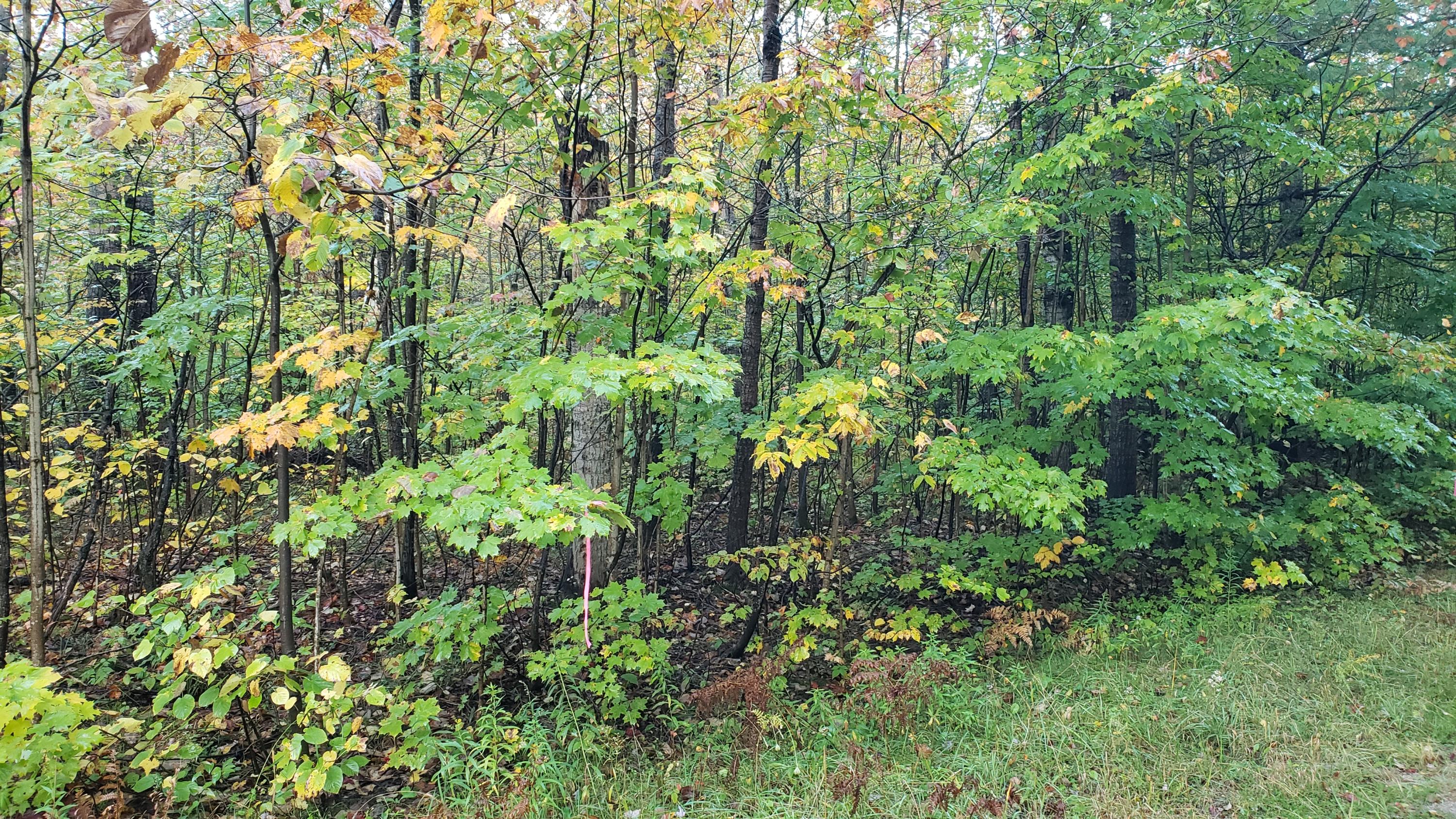 Menominee Road Gaylord, MI 49735 - Photo 6 of 9 Gallery Image 6