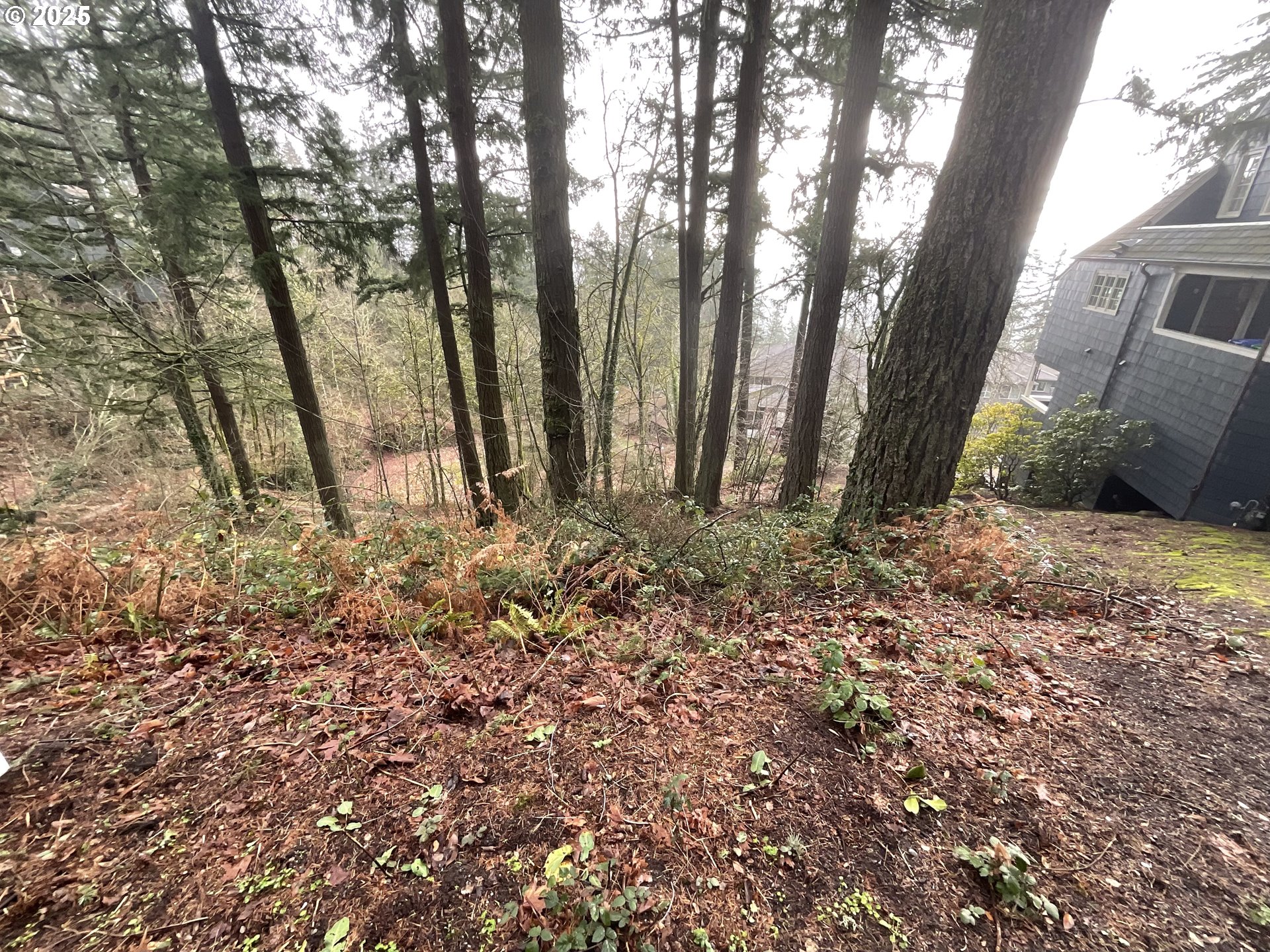 4410 Southwest Hewett Boulevard Portland, OR 97221 - Photo 13 of 17 a view of backyard and tree