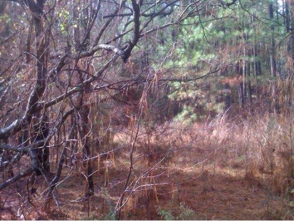 0 Pine Ridge Burlington, NC 27217 - Photo 2 of 5 View 2