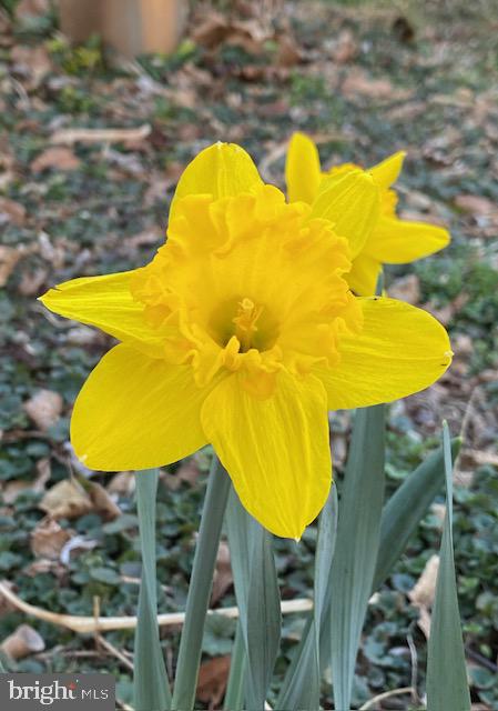 1494 Bennys Beach Road Front Royal, VA 22630 - Photo 44 of 53 Daffodils in the back