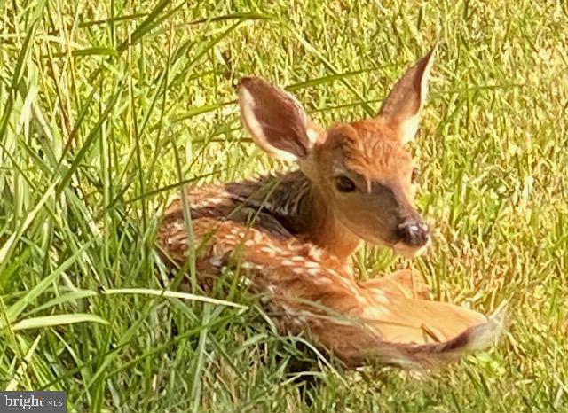 1494 Bennys Beach Road Front Royal, VA 22630 - Photo 52 of 53 Fearless wildlife naptime