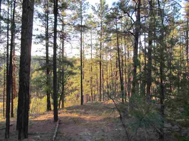 14 T10n R21e; Comnw Corner Show Low, AZ 85901 - Photo 5 of 11