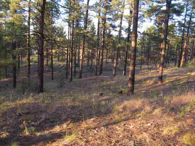14 T10n R21e; Comnw Corner Show Low, AZ 85901 - Photo 9 of 11