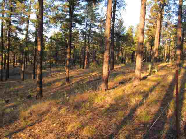 14 T10n R21e; Comnw Corner Show Low, AZ 85901 - Photo 10 of 11