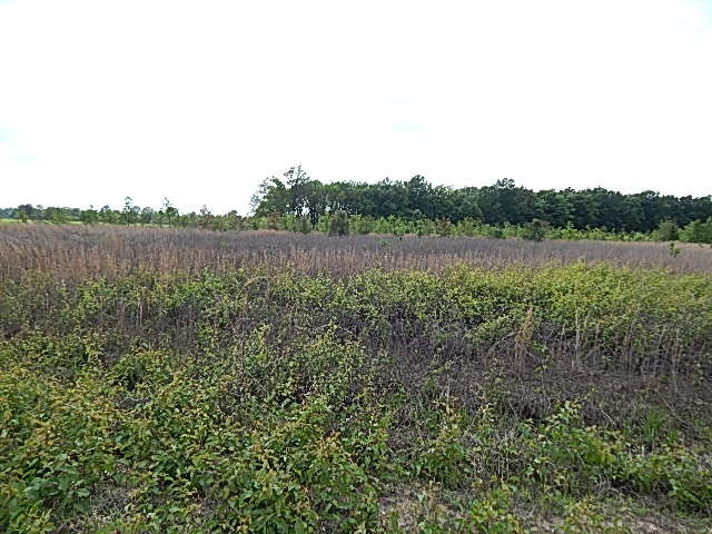 0 Presley Road Sledge, MS 38670 - Photo 17 of 28 Photo 23