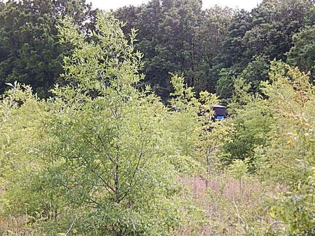 0 Presley Road Sledge, MS 38670 - Photo 24 of 28 Photo 36