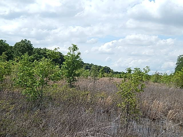 0 Presley Road Sledge, MS 38670 - Photo 3 of 28 Photo 4