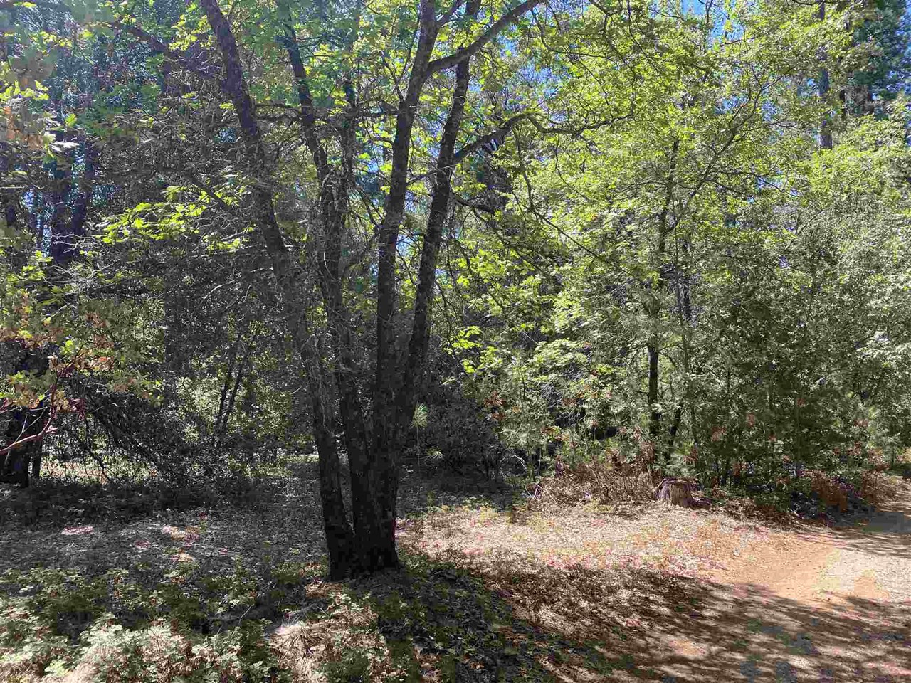 307 Ridge Road Mokelumne Hill, CA 95245 - Photo 3 of 32 a view of a tree in a yard