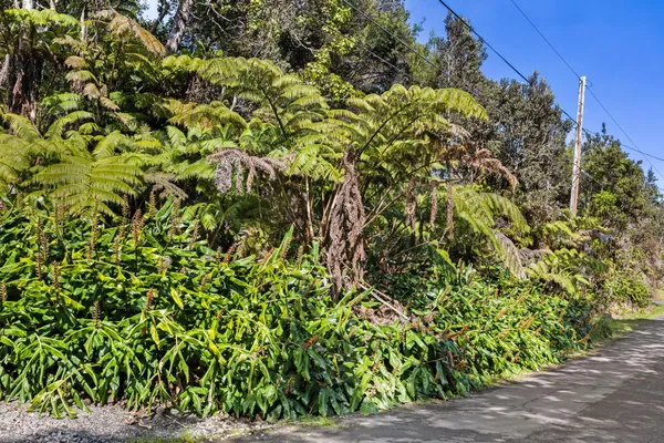 a view of a yard