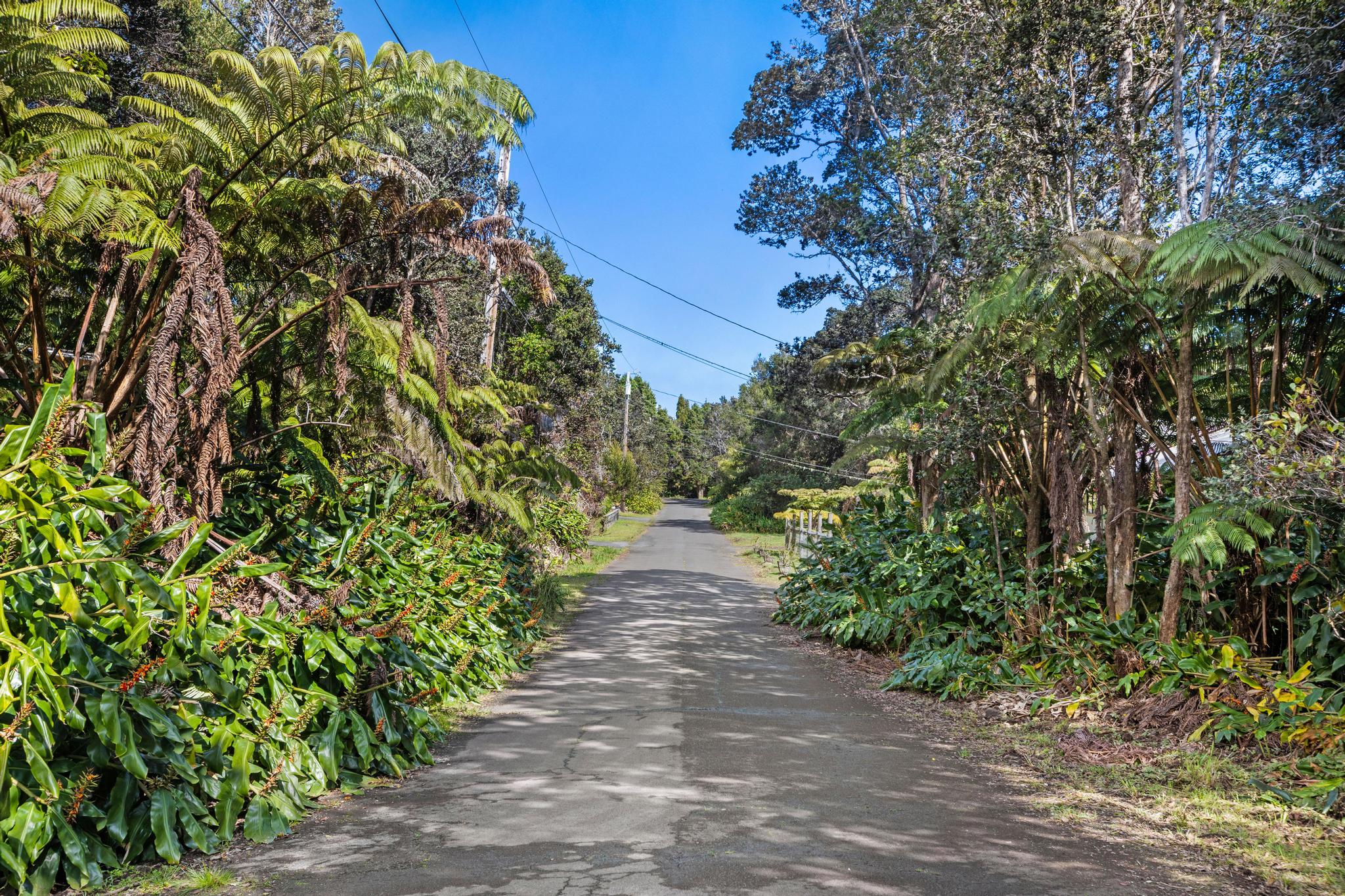28 Kilinoe Street Volcano, HI 96785 - Photo 4 of 11 a view of a pathway of a yard with plants and large trees