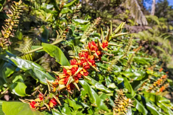 a view of flowers