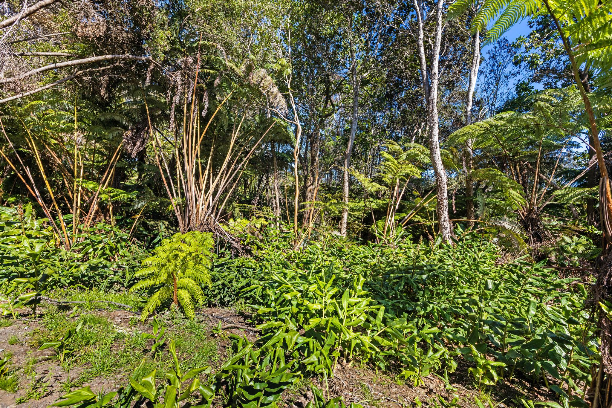 28 Kilinoe Street Volcano, HI 96785 - Photo 7 of 11 a backyard of a house with lots of green space