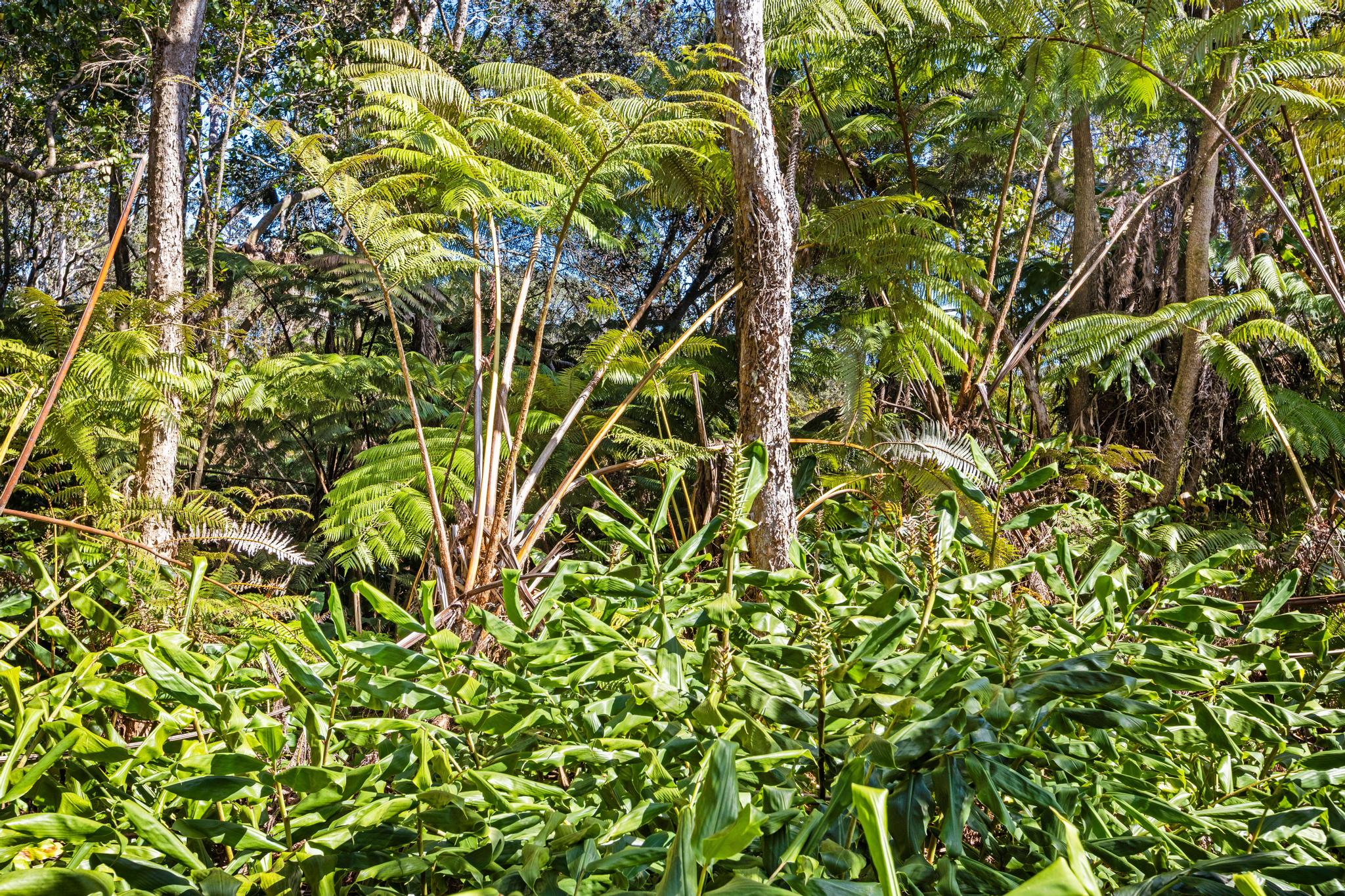 28 Kilinoe Street Volcano, HI 96785 - Photo 8 of 11 a backyard of a house with lots of green space