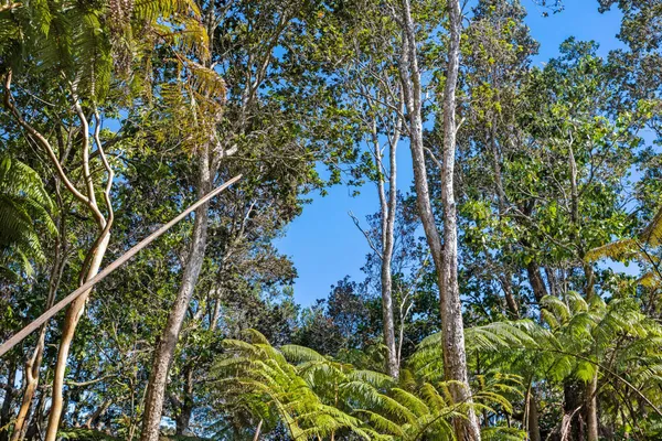 a view of a tree in a garden