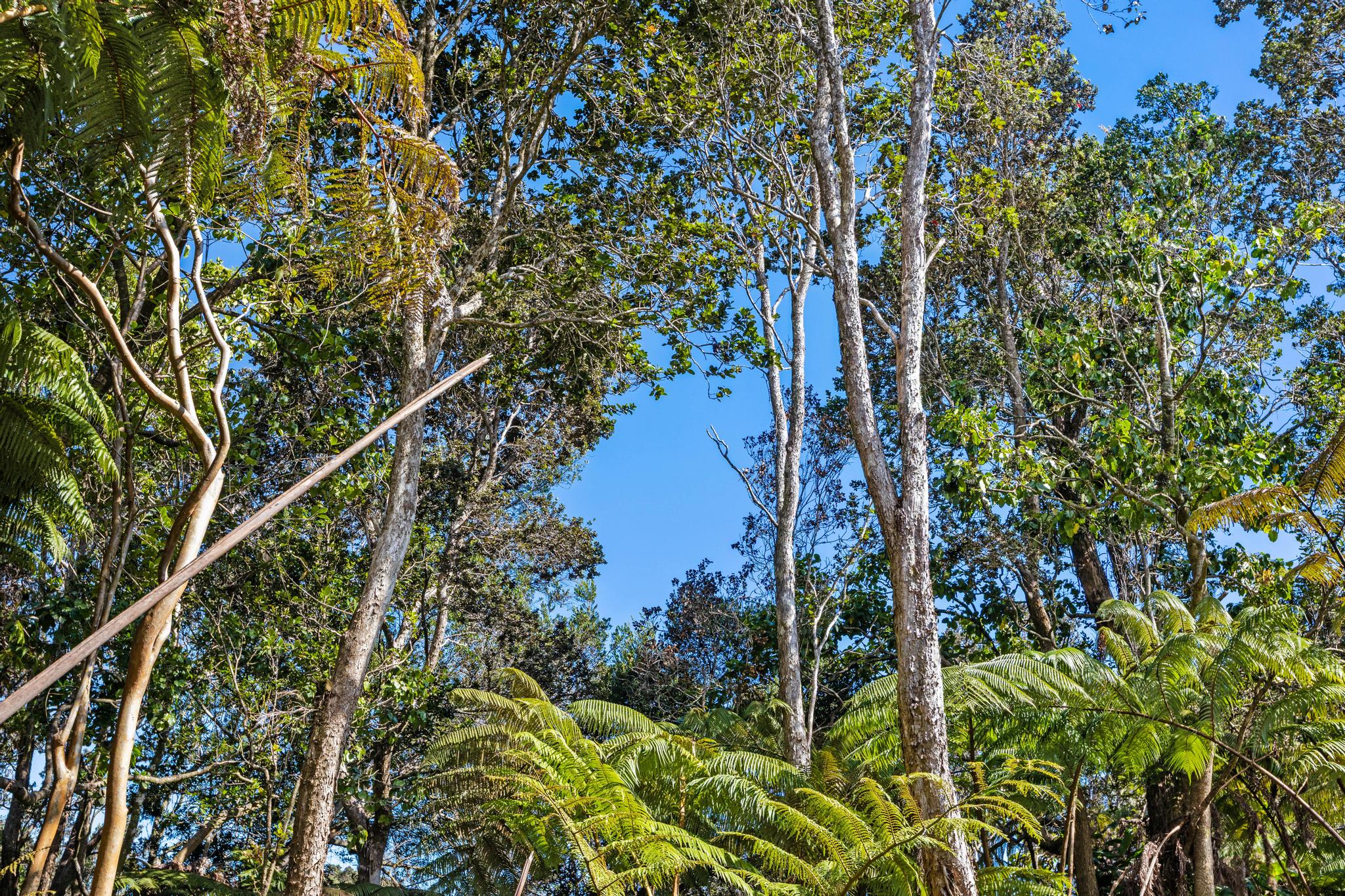 28 Kilinoe Street Volcano, HI 96785 - Photo 9 of 11 a view of a tree in a garden
