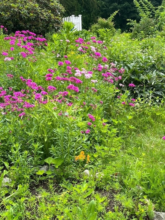 75 Ridge Street Arlington, MA 02474 - Photo 29 of 33 a view of a flower in a garden