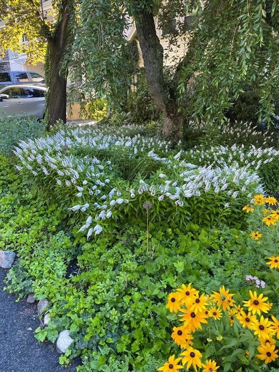 75 Ridge Street Arlington, MA 02474 - Photo 30 of 33 a view of a tree in a garden