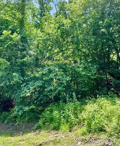 a view of a lush green forest