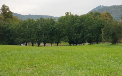Main View
