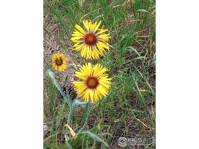 a view of a palm plant in a garden