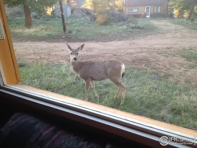 a view of a yard with potted plants
