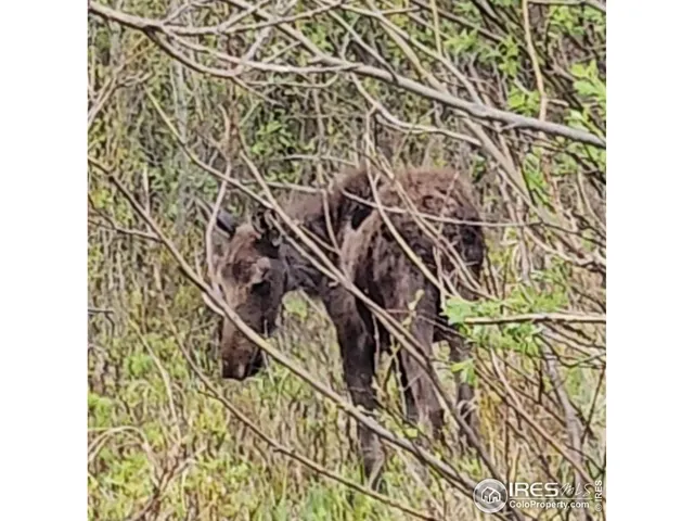 $135,000 | 39 Pine Nut Lane, Red Feather Lakes, CO 80545