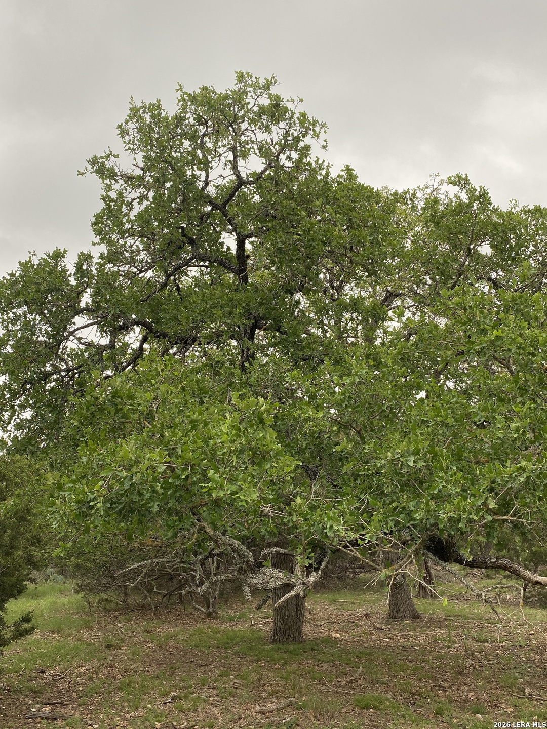 106 Ulmus Road Fredericksburg, TX 78624 - Photo 11 of 15 a view of a lake with a tree