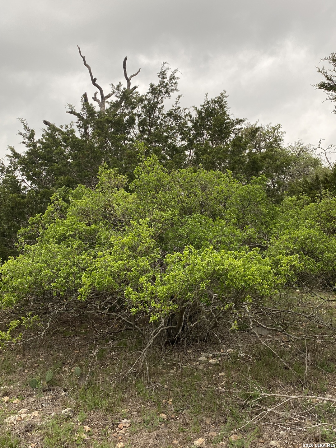 106 Ulmus Road Fredericksburg, TX 78624 - Photo 13 of 15 a view of a bunch of trees and bushes