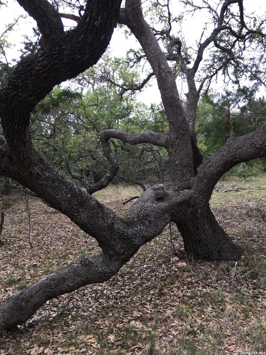 106 Ulmus Road Fredericksburg, TX 78624 - Photo 3 of 15 a view of a tree in a yard
