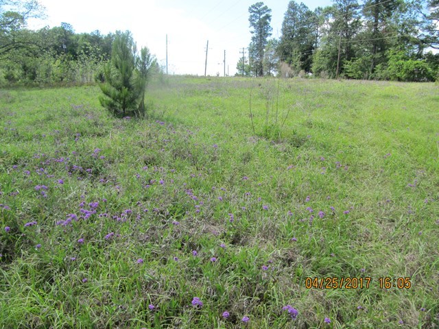 1062 Wriley Road McIntyre, GA 31054 - Photo 26 of 28 a view of a big yard with large trees