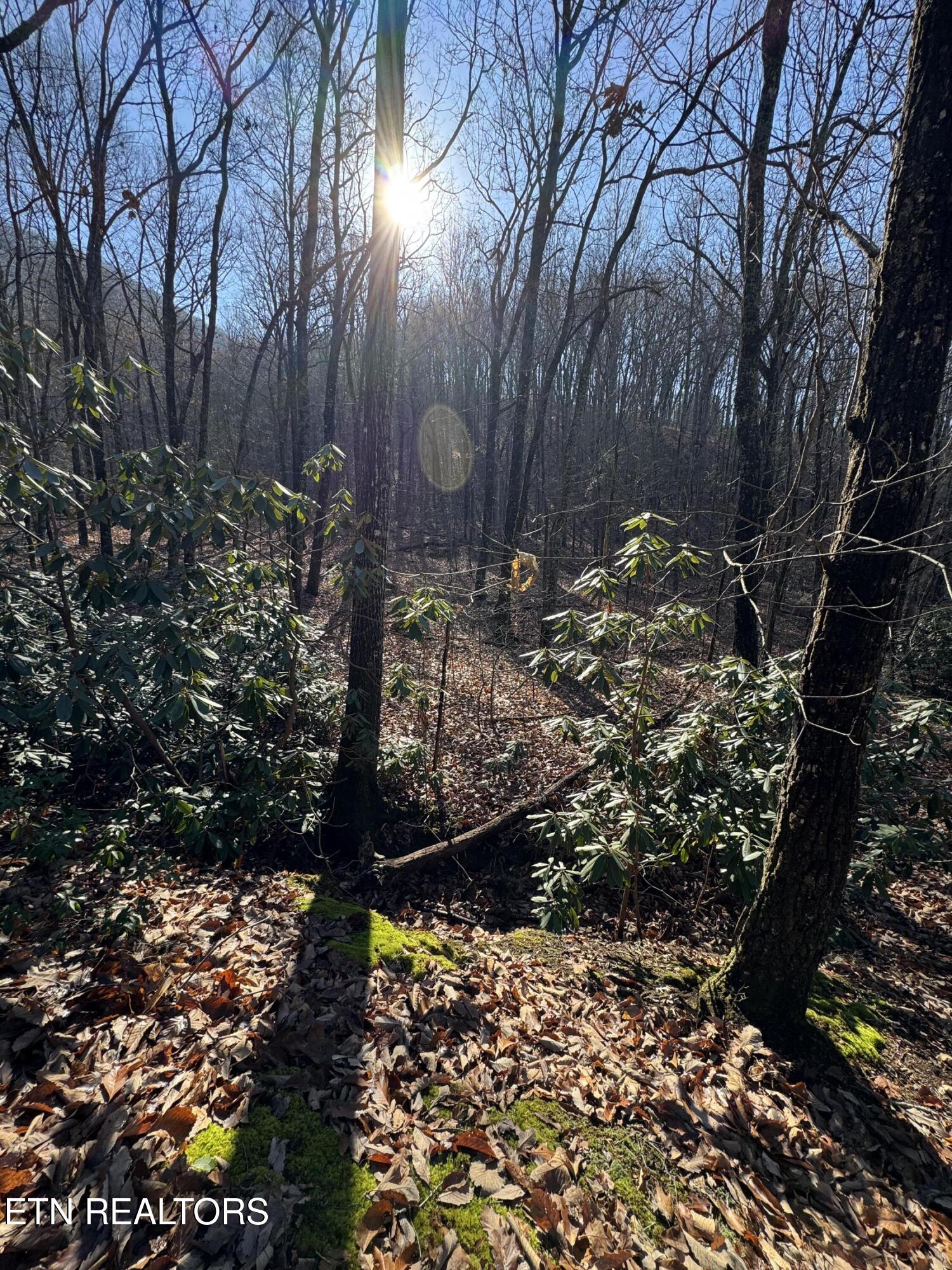 3766 Eagle Ridge Road Maryville, TN 37803 - Photo 3 of 12 Back of property