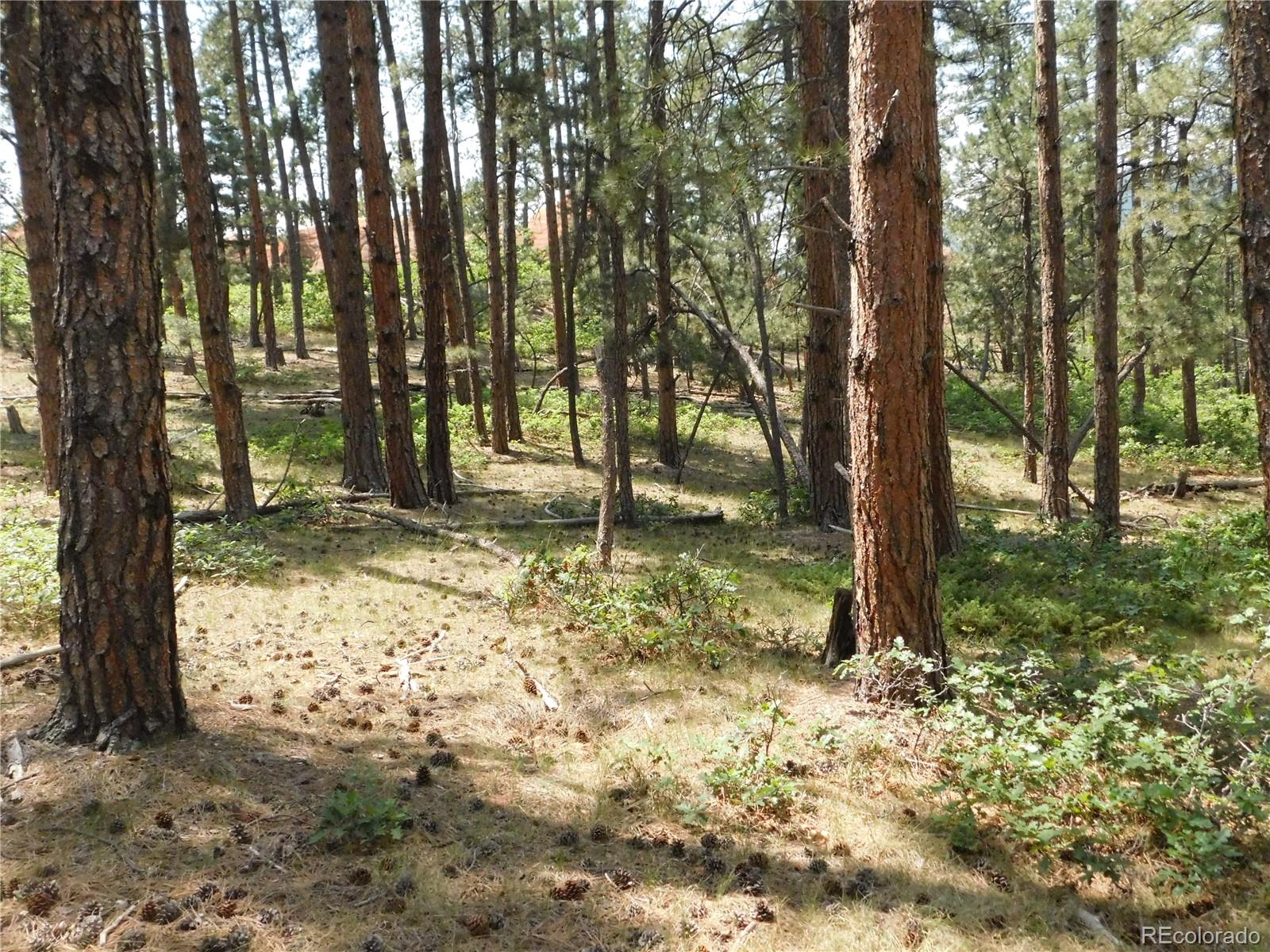 8356 Quivas Road Larkspur, CO 80118 - Photo 37 of 44