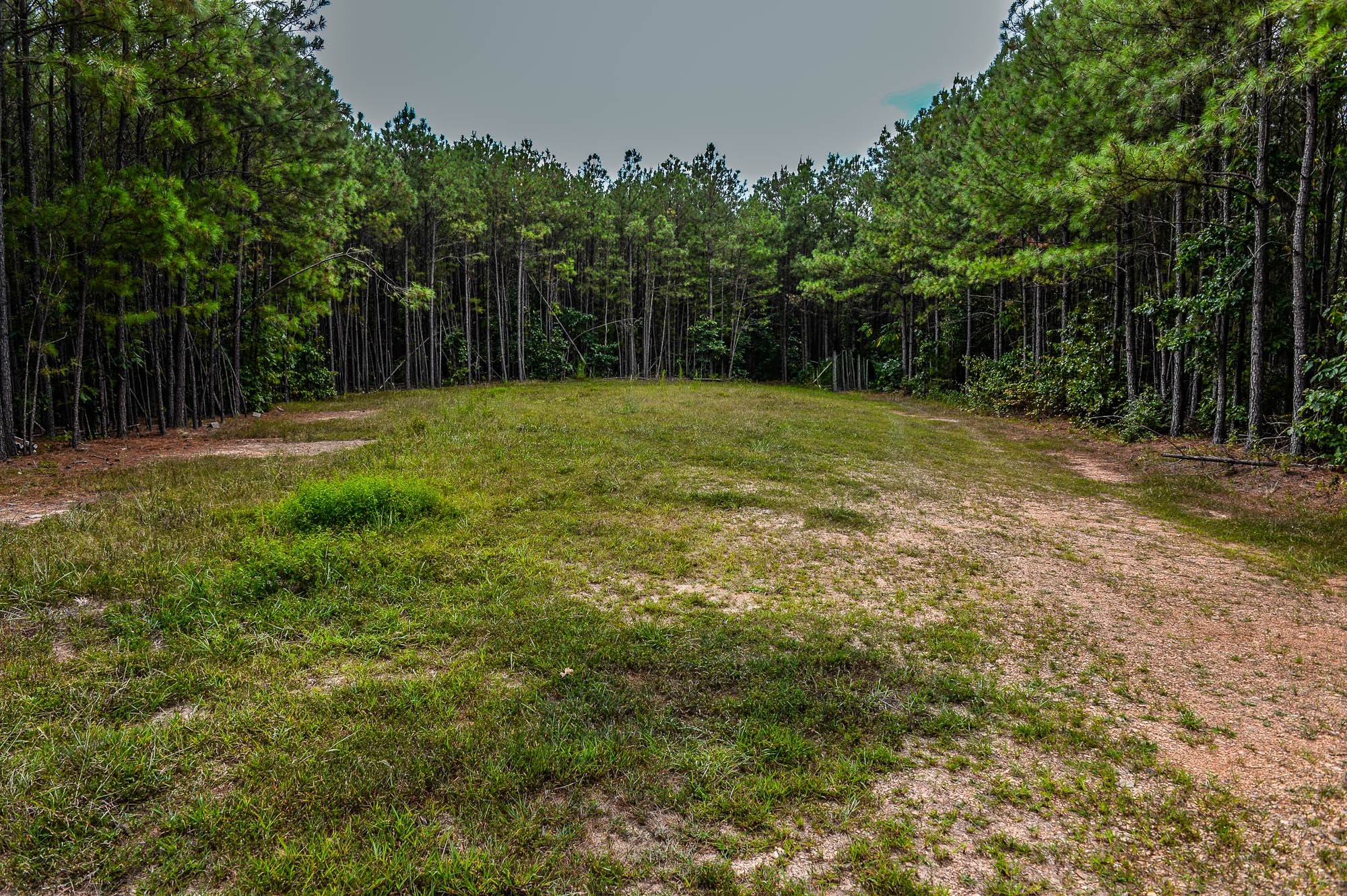 0 Brush Creek Road Linden, TN 37096 - Photo 4 of 22 a view of a yard