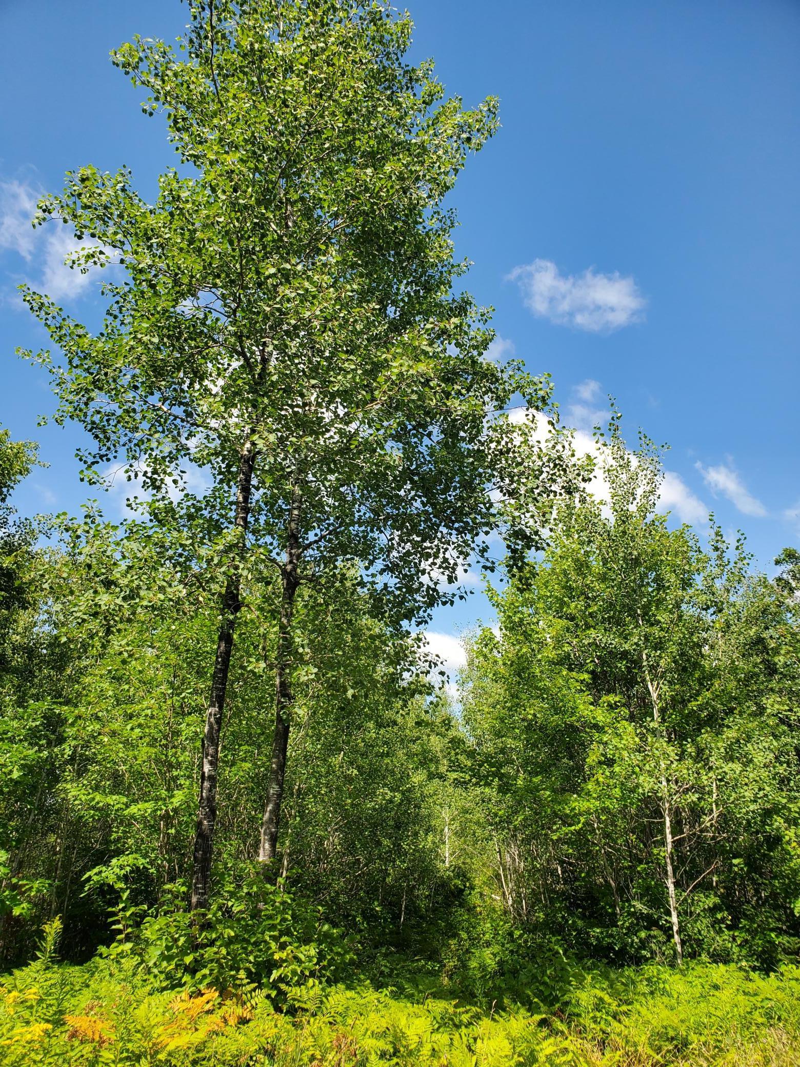 80379 Tamarack Ranch Road Sandstone, MN 55072 - Photo 11 of 22 Gallery Image 11