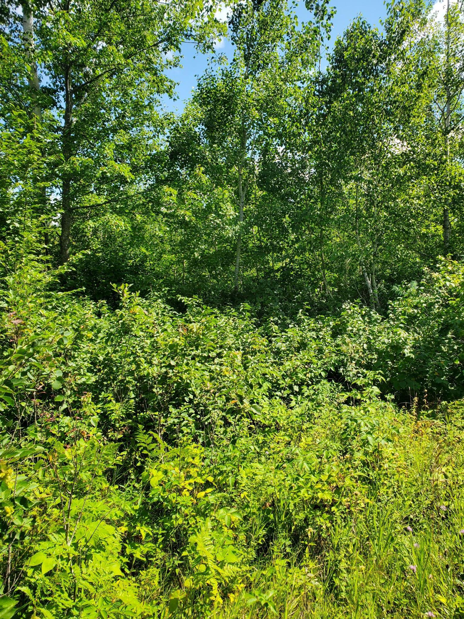 80379 Tamarack Ranch Road Sandstone, MN 55072 - Photo 5 of 22 Gallery Image 5