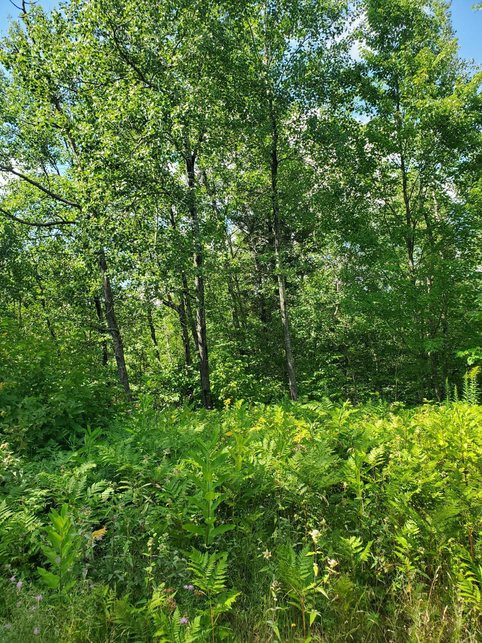 80379 Tamarack Ranch Road Sandstone, MN 55072 - Photo 10 of 22 Gallery Image 10