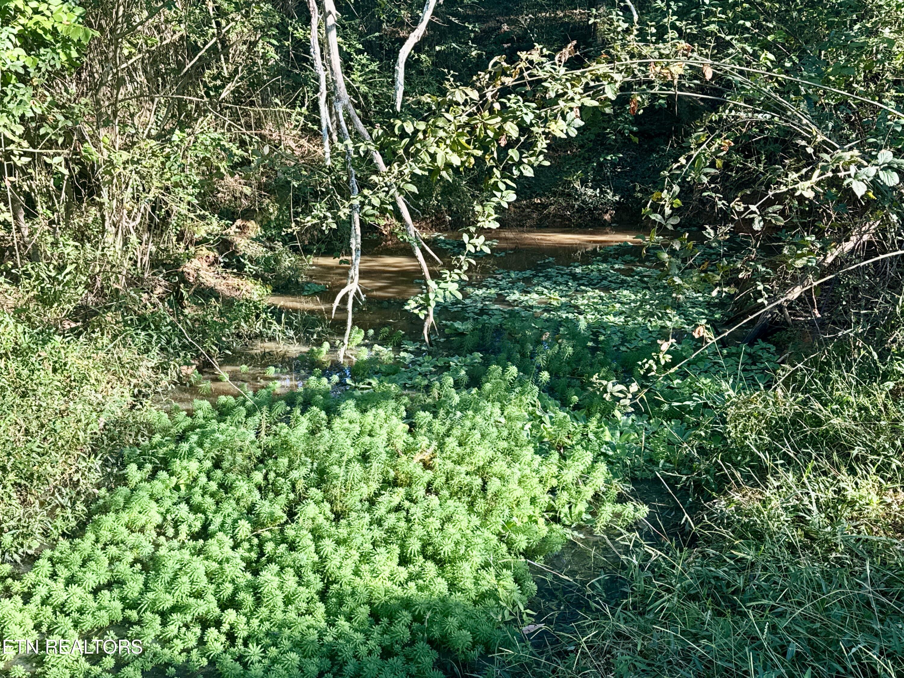 1226 Marble Hill Road Friendsville, TN 37737 - Photo 54 of 55 Pond