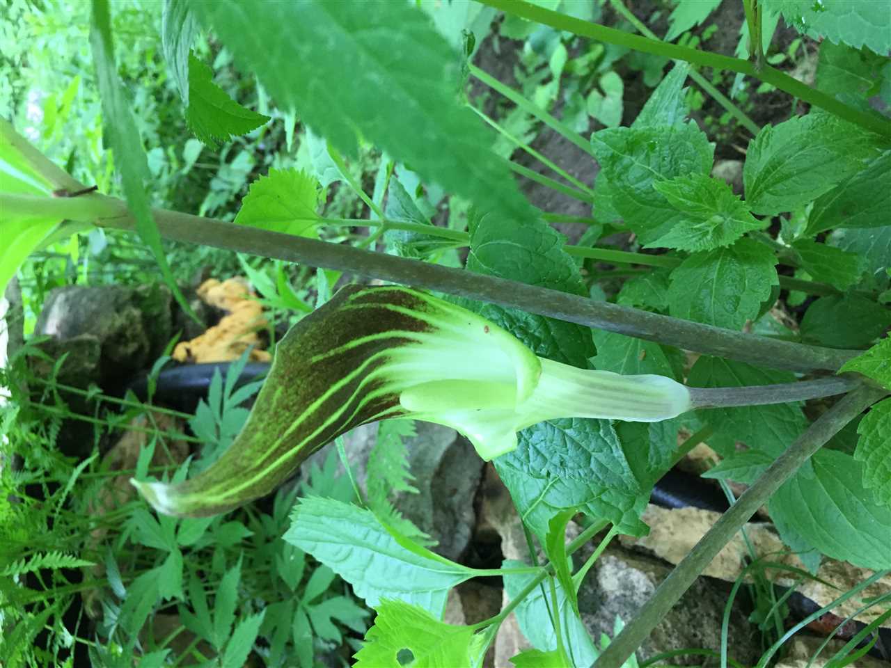 3310 East Whitaker Road Byron, IL 61010 - Photo 23 of 25 a close up of a plant in a garden