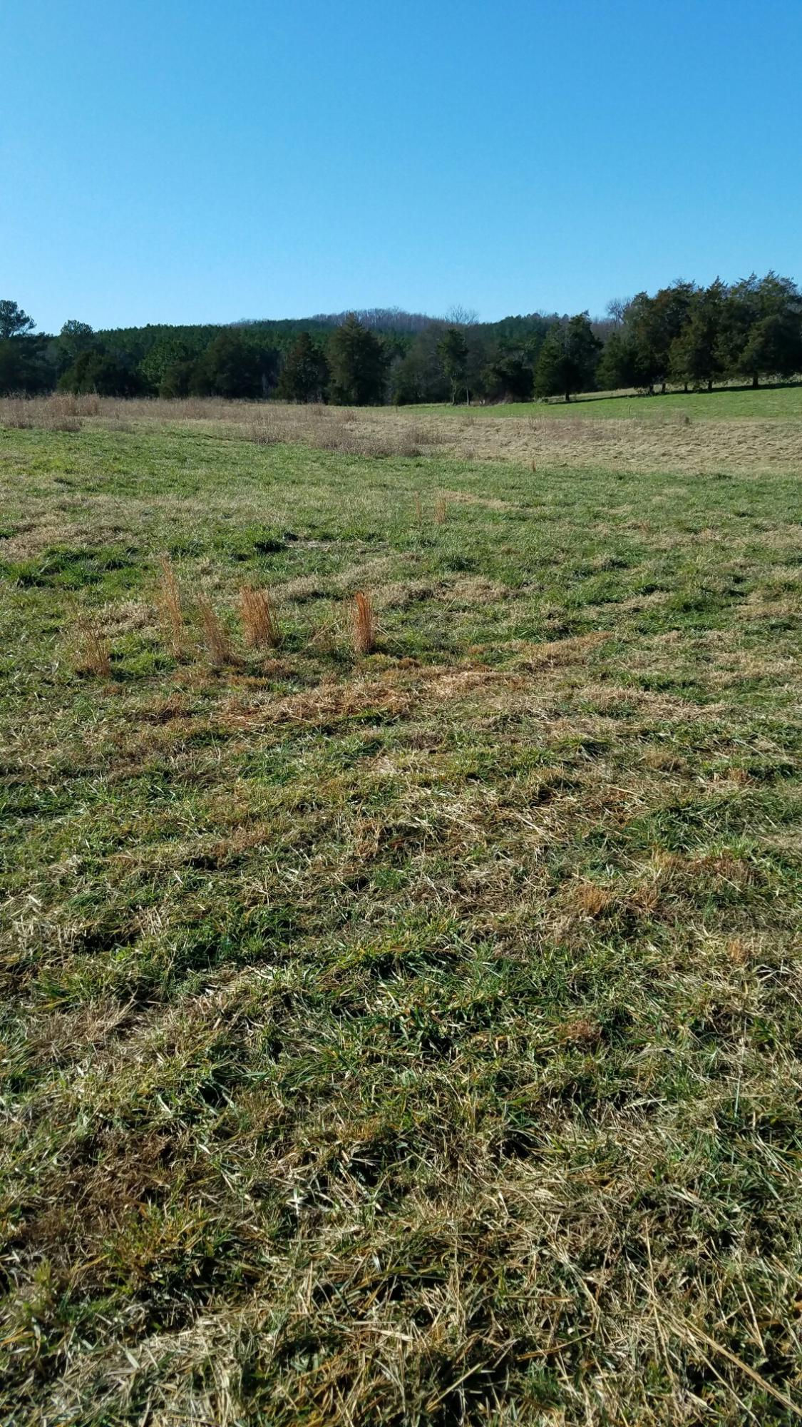 0 Northwest No Pone Road Charleston, TN 37310 - Photo 4 of 7 5