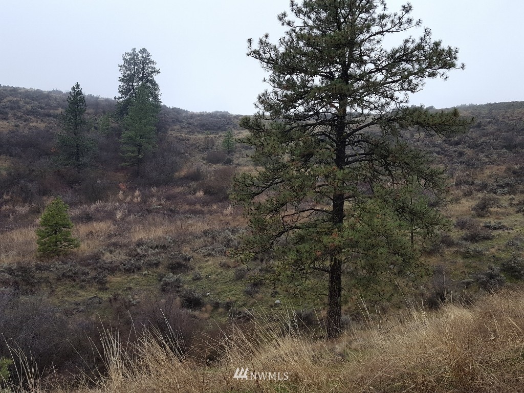 0 Pine Tree Lane North Creston, WA 99117 - Photo 2 of 13 Gallery Image 2