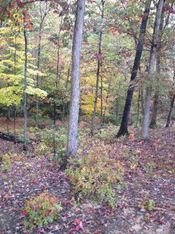2564 Calico Road Berea, KY 40403 - Photo 37 of 41 Photo 39